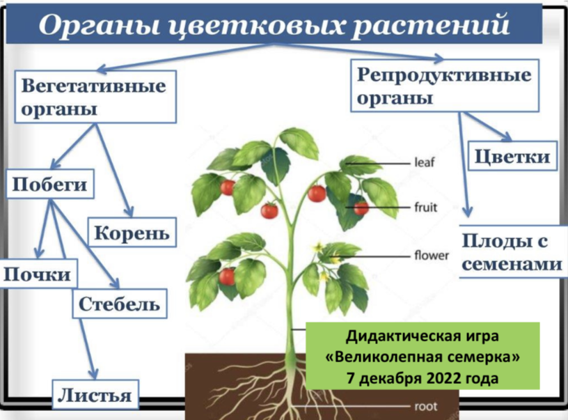 Какой орган цветкового